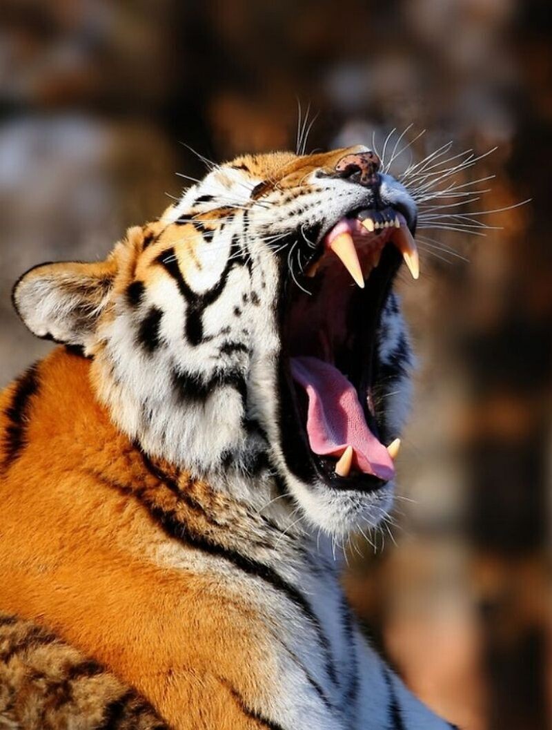 Блог - Как заставить зверей зевать: интересный эксперимент от македоского фотографа  Как заставить зверей зевать: интересный эксперимент от македоского фотографа