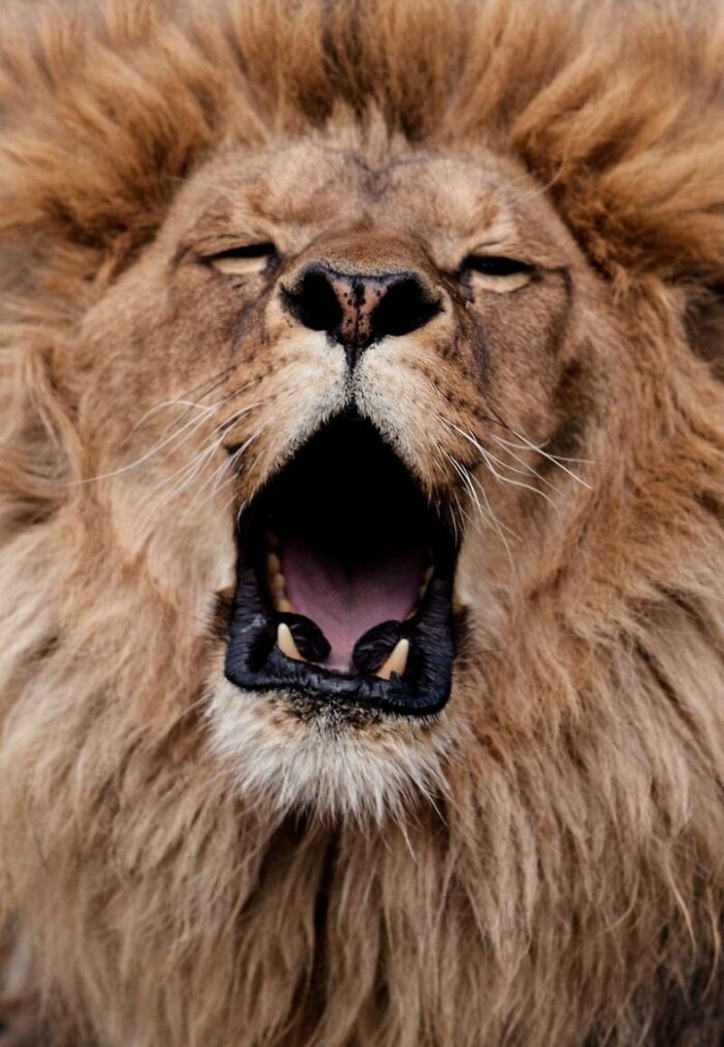 Блог - Как заставить зверей зевать: интересный эксперимент от македоского фотографа  Как заставить зверей зевать: интересный эксперимент от македоского фотографа