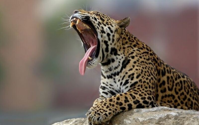 Блог - Как заставить зверей зевать: интересный эксперимент от македоского фотографа  Как заставить зверей зевать: интересный эксперимент от македоского фотографа