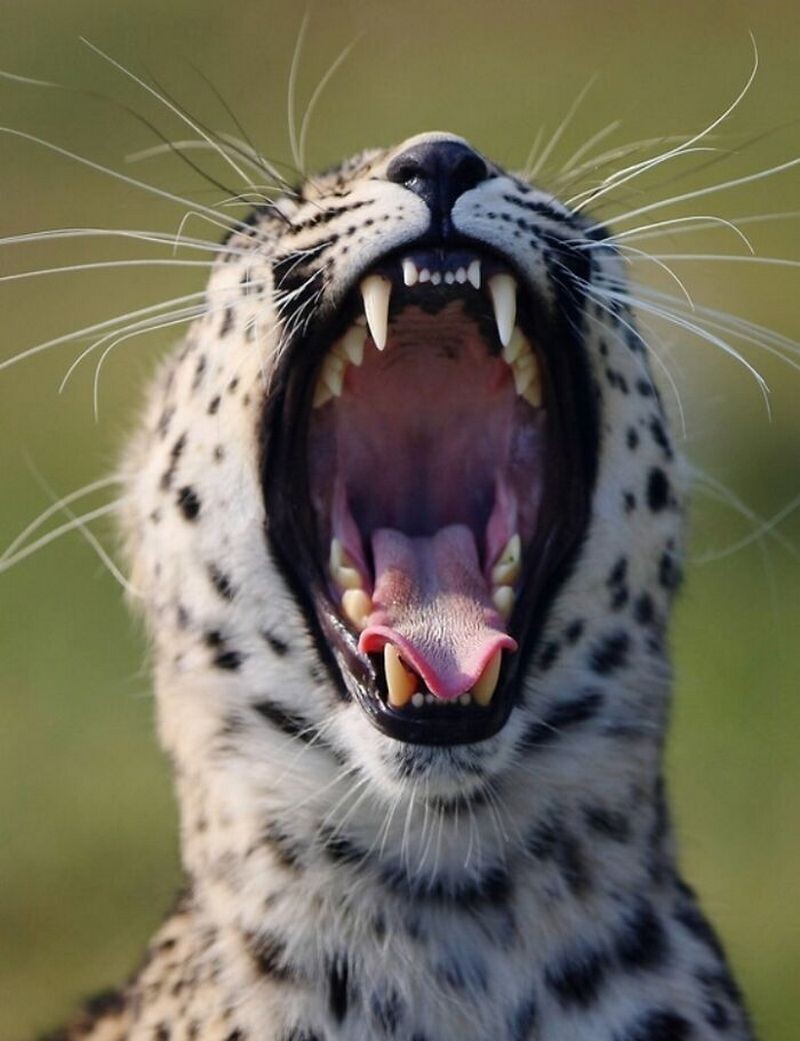Блог - Как заставить зверей зевать: интересный эксперимент от македоского фотографа  Как заставить зверей зевать: интересный эксперимент от македоского фотографа