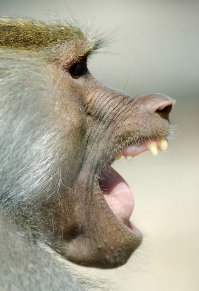 Блог - Как заставить зверей зевать: интересный эксперимент от македоского фотографа  Как заставить зверей зевать: интересный эксперимент от македоского фотографа