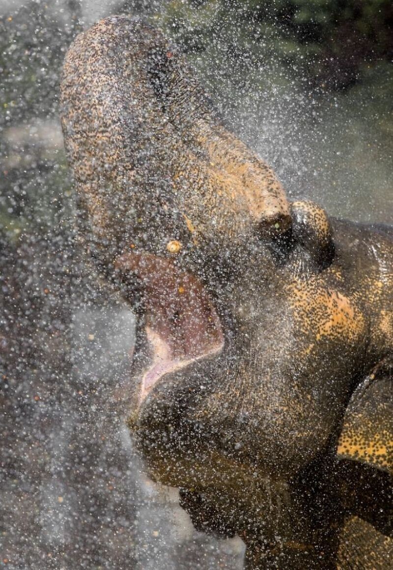 Блог - Как заставить зверей зевать: интересный эксперимент от македоского фотографа  Как заставить зверей зевать: интересный эксперимент от македоского фотографа