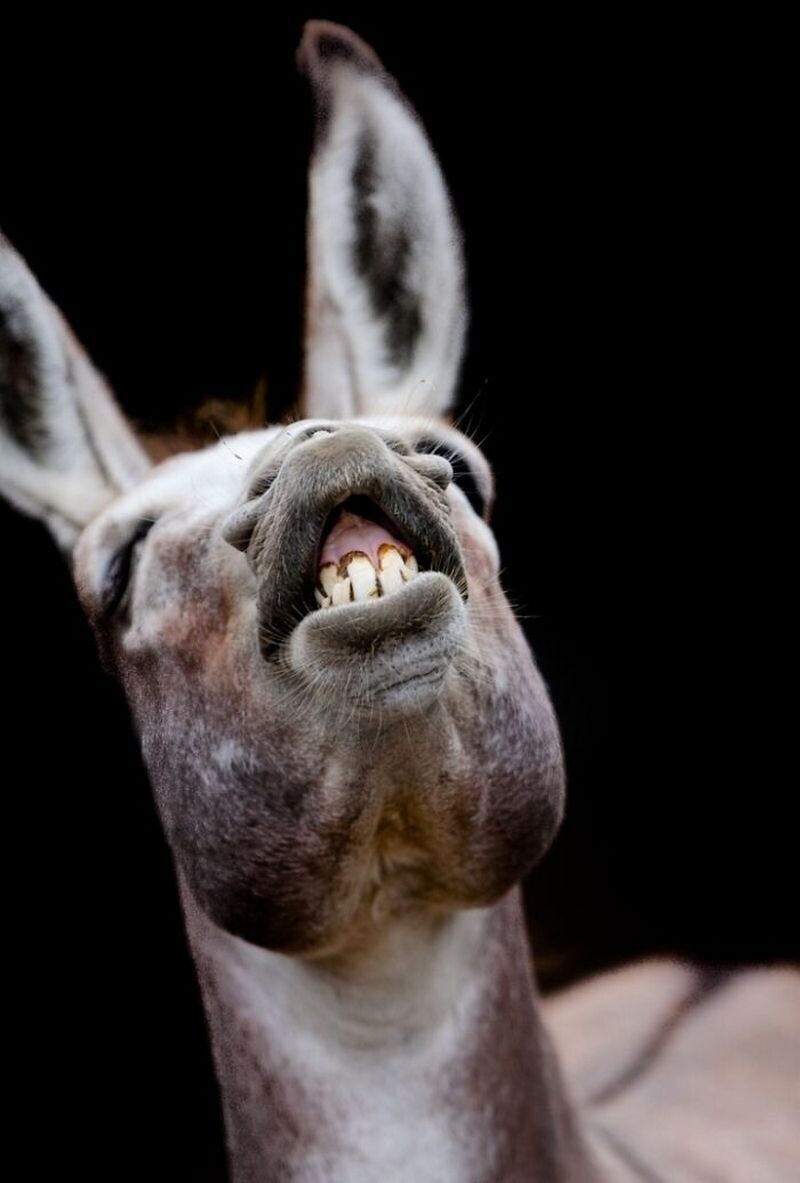 Блог - Как заставить зверей зевать: интересный эксперимент от македоского фотографа  Как заставить зверей зевать: интересный эксперимент от македоского фотографа