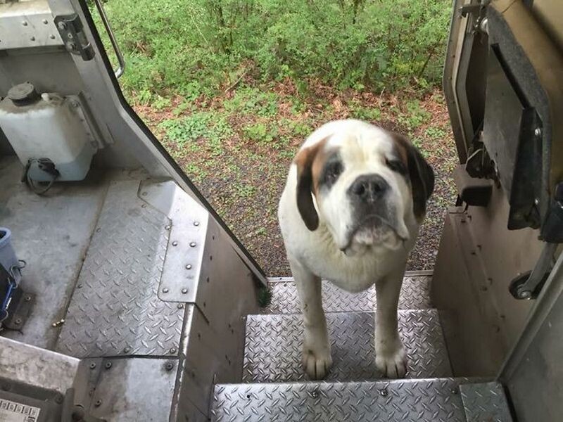 14 животных, которые покорили сердца курьеров из службы доставки