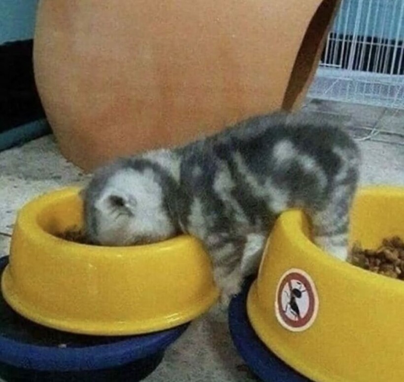 Блог - 15 фото котов, которые докажут: хаос может быть милым и даже… полезным 15 фото котов, которые докажут: хаос может быть милым и даже… полезным