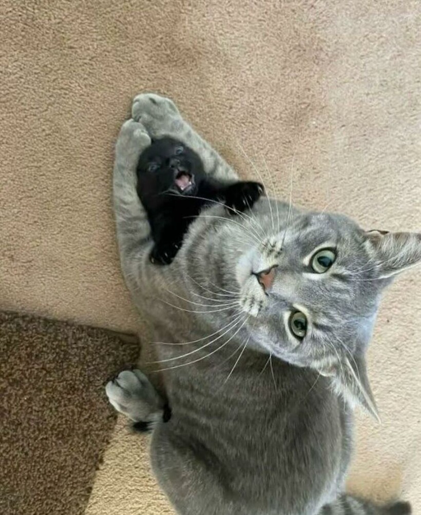 Блог - 15 фото котов, которые докажут: хаос может быть милым и даже… полезным 15 фото котов, которые докажут: хаос может быть милым и даже… полезным