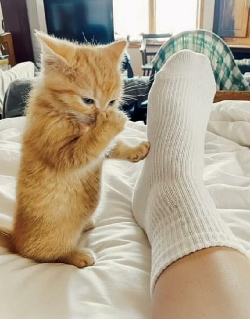 Блог - 15 фото котов, которые докажут: хаос может быть милым и даже… полезным 15 фото котов, которые докажут: хаос может быть милым и даже… полезным