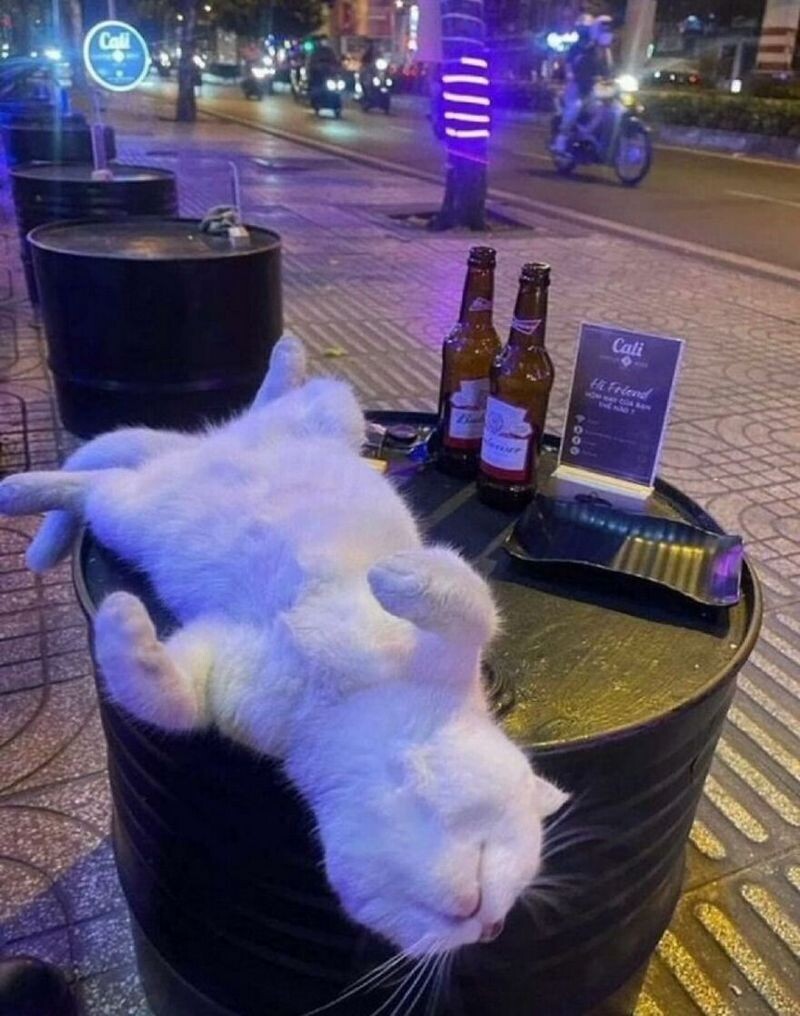 Блог - 15 фото котов, которые докажут: хаос может быть милым и даже… полезным 15 фото котов, которые докажут: хаос может быть милым и даже… полезным