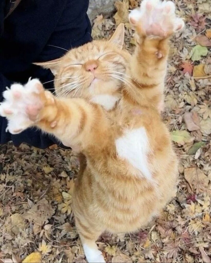 Блог - 15 фото котов, которые докажут: хаос может быть милым и даже… полезным 15 фото котов, которые докажут: хаос может быть милым и даже… полезным