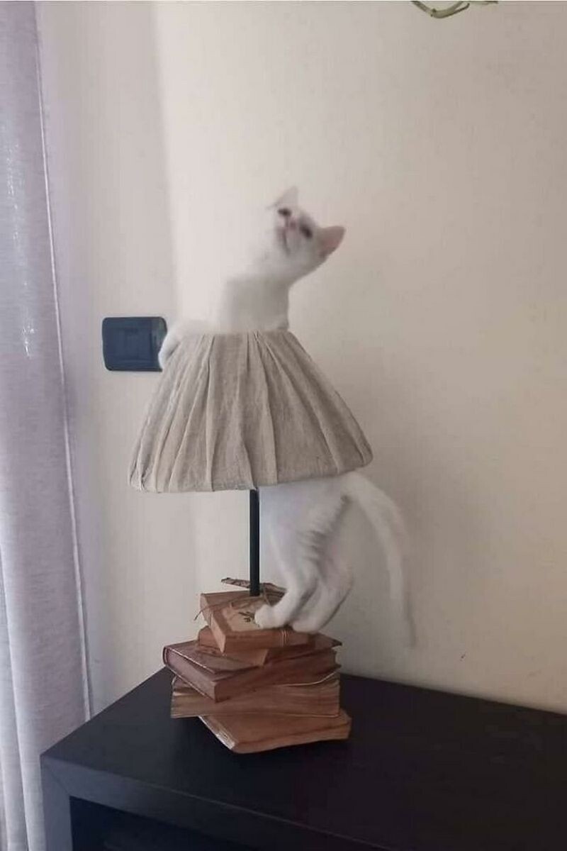 15 доказательств того, что коты ― лучшие работники планеты - похожая новость на Toplenta