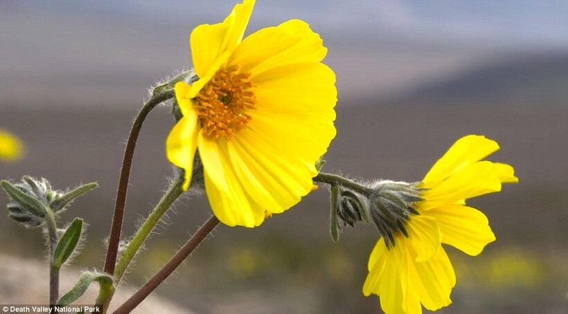 15 кадров чуда в пустыне: Долина Смерти расцвела впервые за два десятилетия