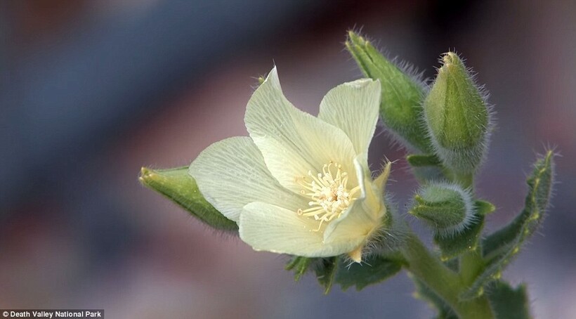 15 кадров чуда в пустыне: Долина Смерти расцвела впервые за два десятилетия