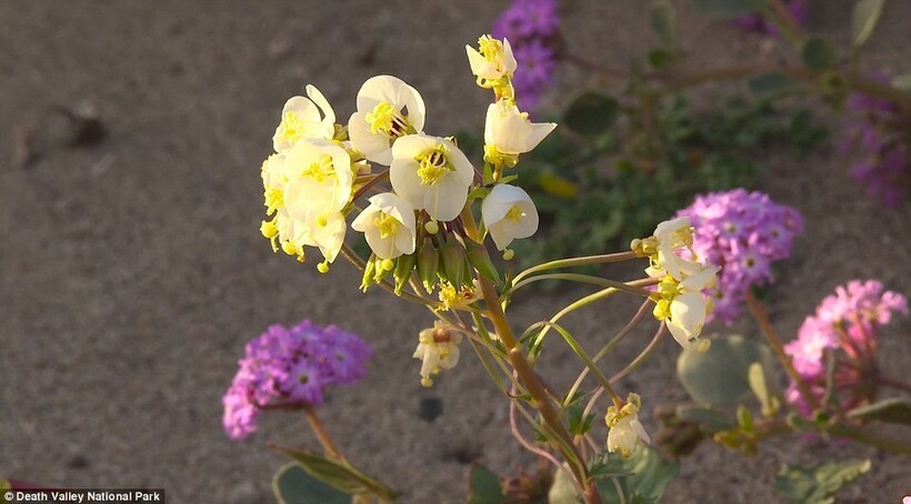 15 кадров чуда в пустыне: Долина Смерти расцвела впервые за два десятилетия